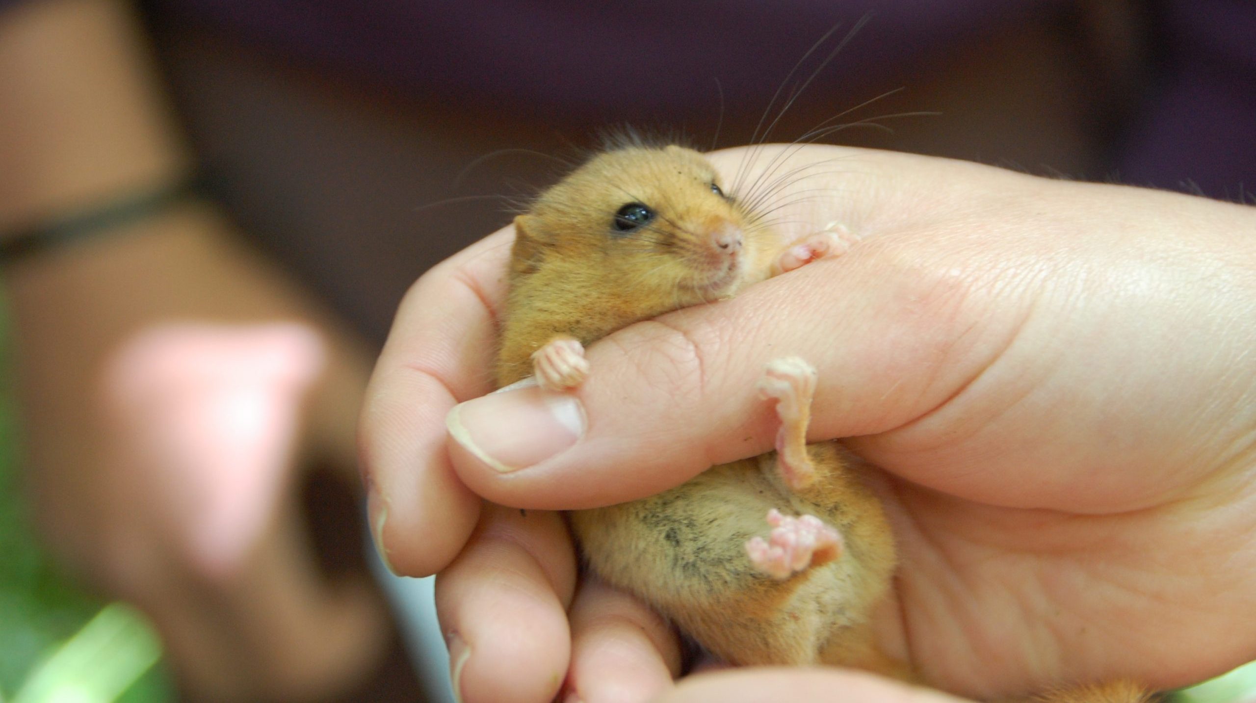 Wildlife - Clwydian Range and Dee Valley AONB