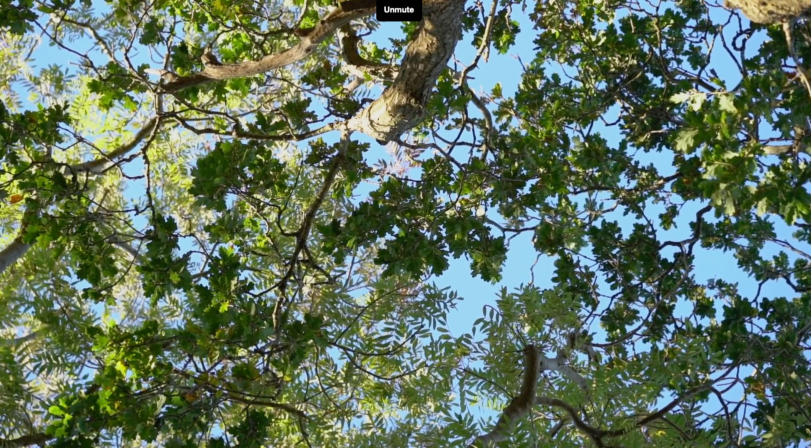 Ash trees