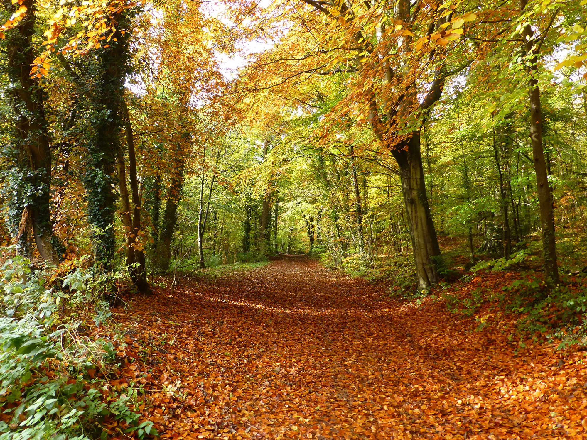 Loggerheads Country Park