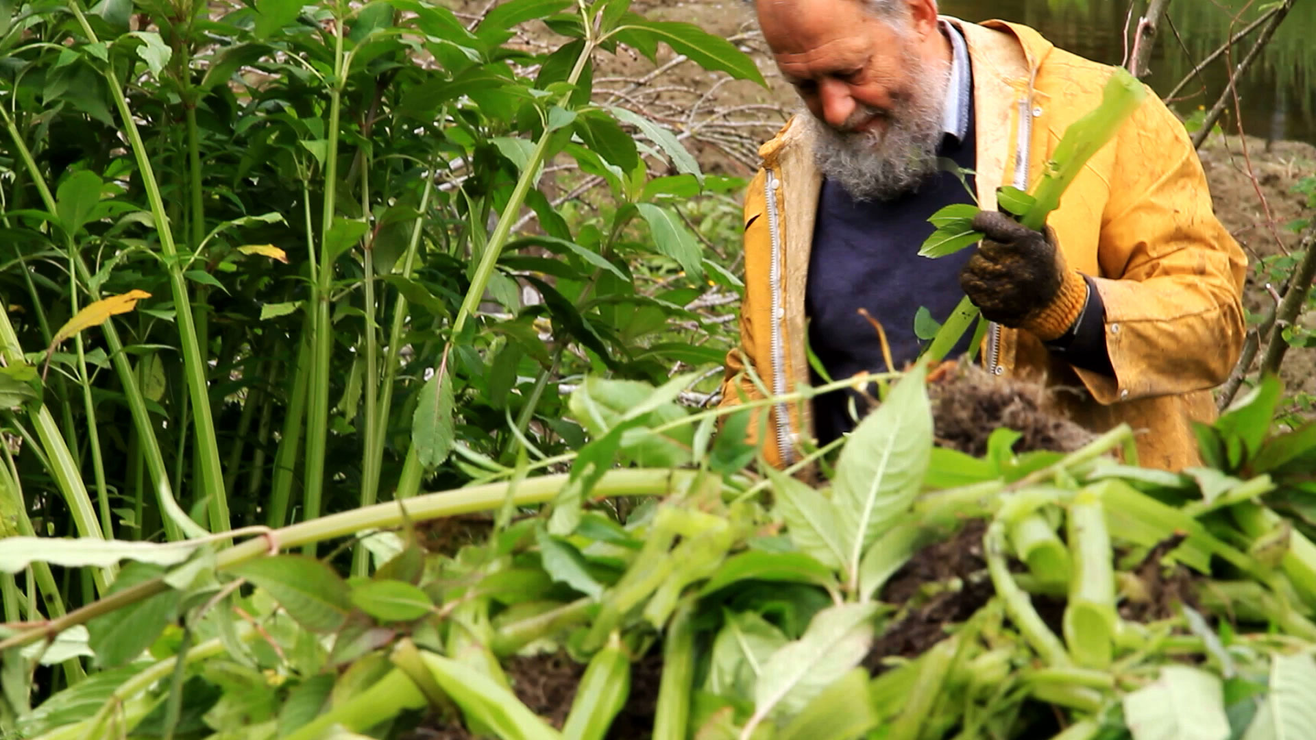 volunteer picking balsam