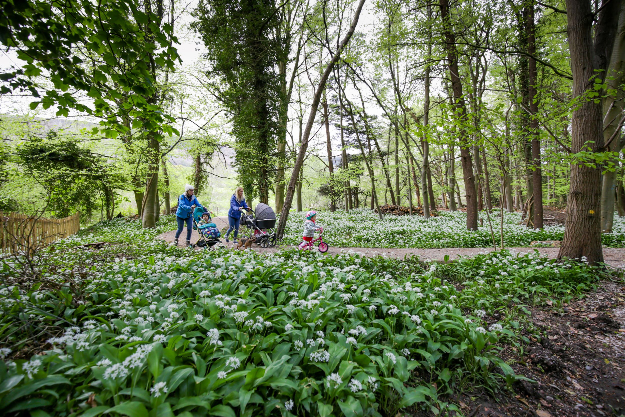 Wenffrwd Nature Reserve